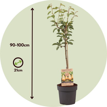 Perer - Pyrus Communis 'conference' - Altura 90-100cm - ⌀21cm_2