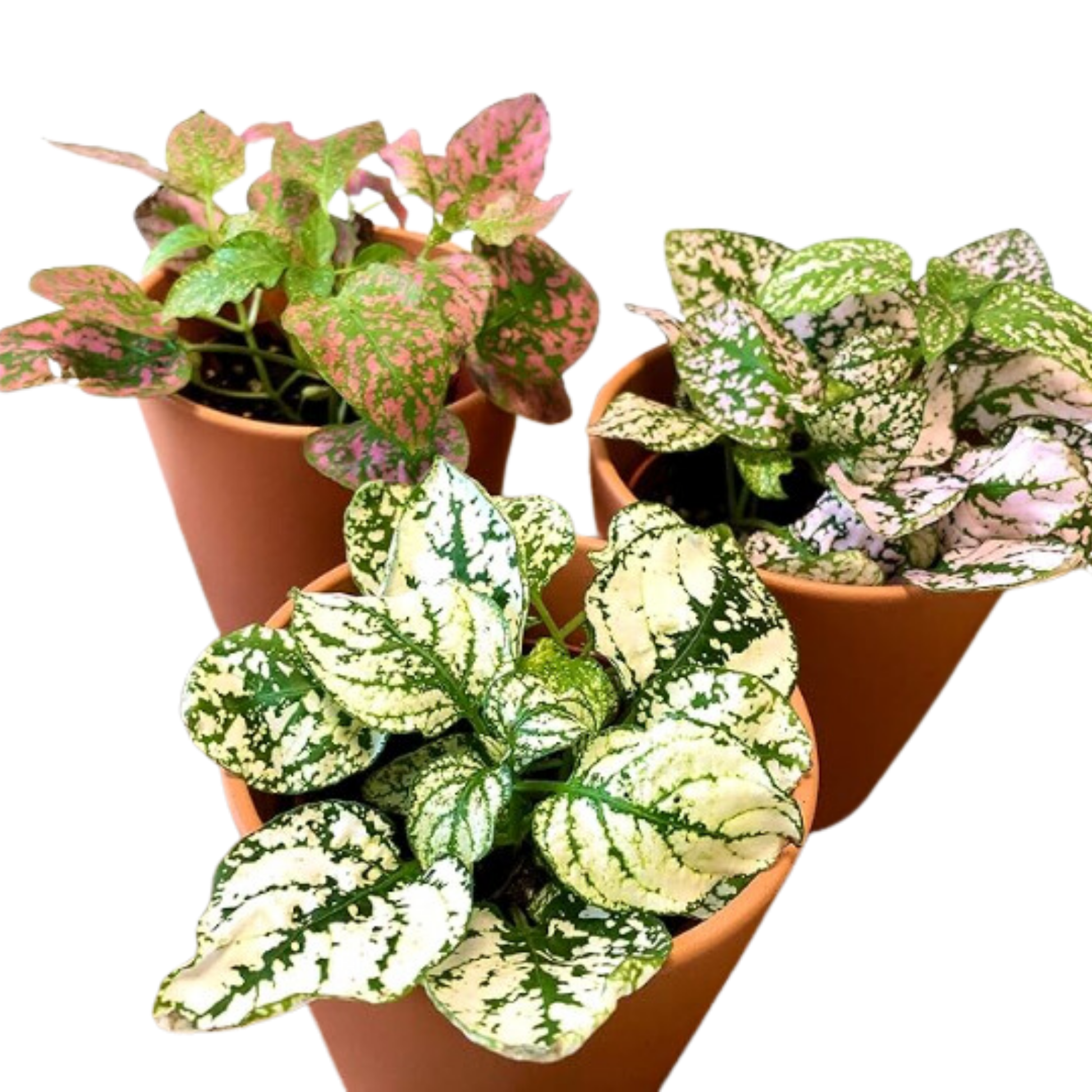 Pack De 3 Fitonias Naturales Para Interior O Exterior En Maceta Ø9 Cm_1