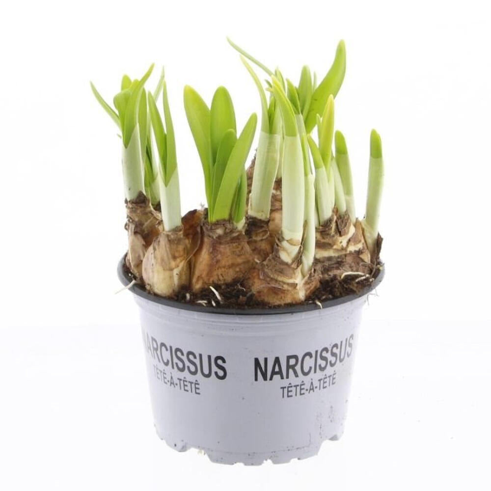 Narciso Tete A Tete M12 15cm_0
