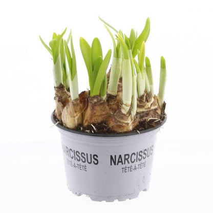 Narciso Tete A Tete M12 15cm_0