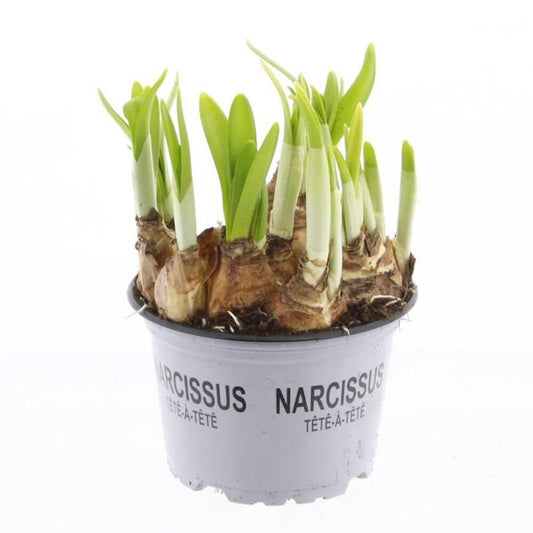 Narciso Tete A Tete M12 15cm_0