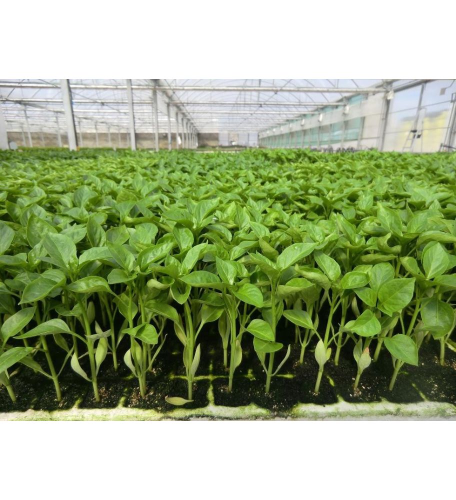 Plantón Pimiento Cornicabra (10 Unidades)_1