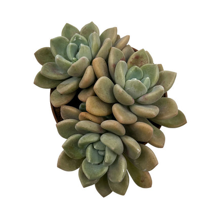 Graptoveria 'Graine De Jour' Cactus Y Suculentas M8,5 cm Ø_1