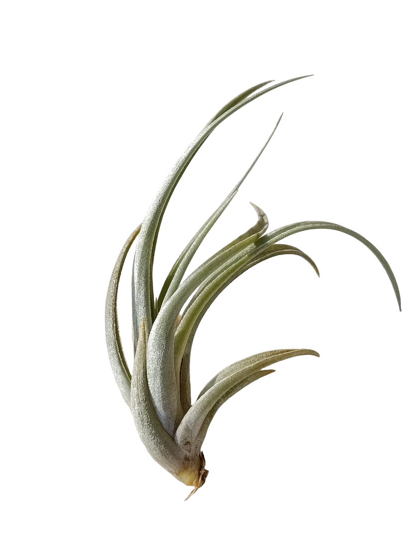 Tillandsia Karwinskiana Planta Natural Clavel Del Aire_0