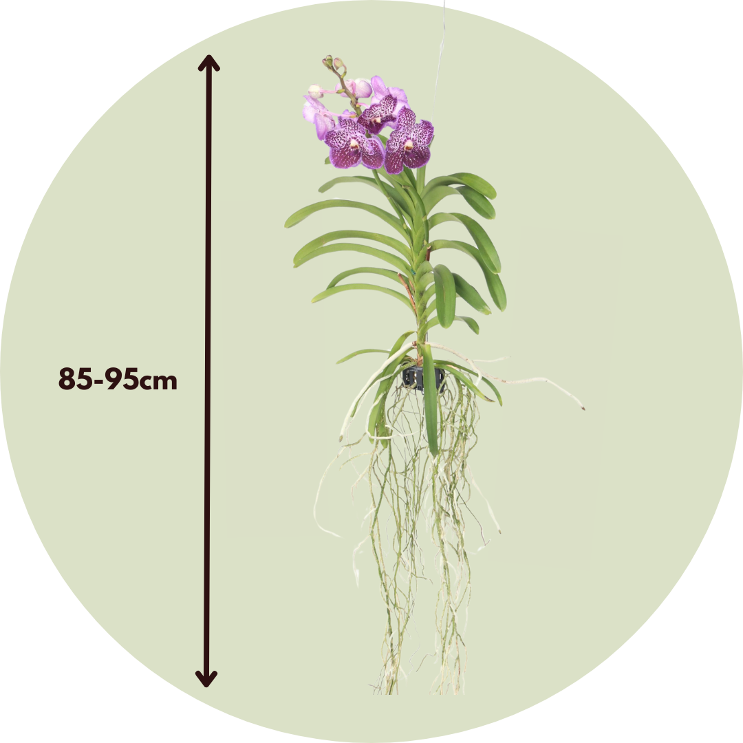 Orquídea Vanda - Vanda 'lilac Beauty' - Altura 85-95cm_2