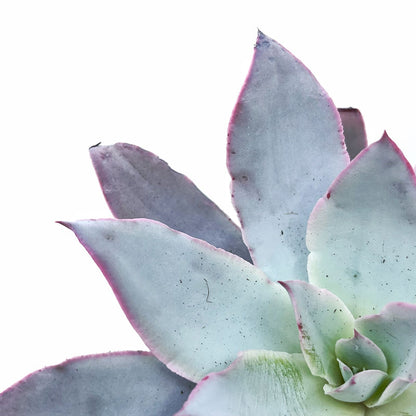 Echeveria Cante Cactus Y Suculentas M8,5 cm Ø_2