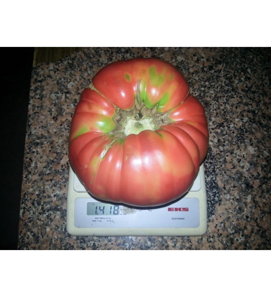 Plantón Tomate Gordon Autóctono (10 Unidades)_3
