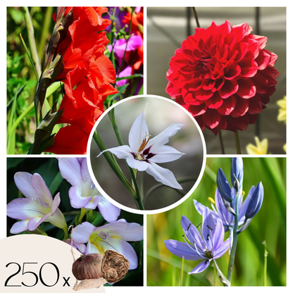 Mezcla De Gladiolos - 250 Pzs - Gladiolus Dahlia Freesia - Bulbos De Flores_0