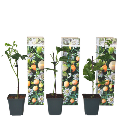 Maracuyá - 3 Pzs - Passiflora Edulis 'frederick' - Altura 25-40cm - ⌀9cm_0