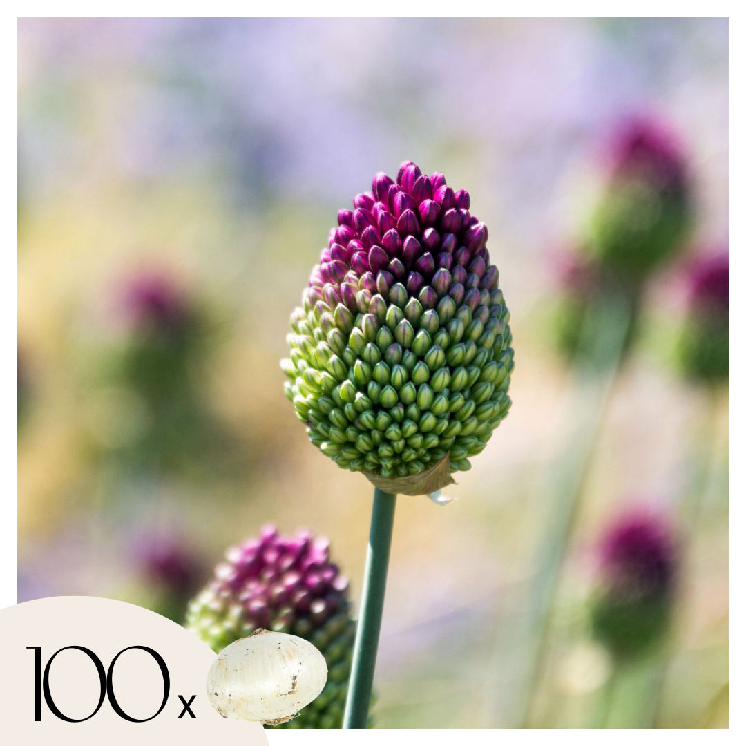 Ajo De Cigüeña - 100 Pzs - Allium 'sphaerocephalon' - Bulbos De Flores_0