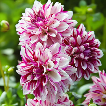 Tubérculos De Dalia - 3 Pzs - Dahlia 'bristol Stripe' - Rosa_1
