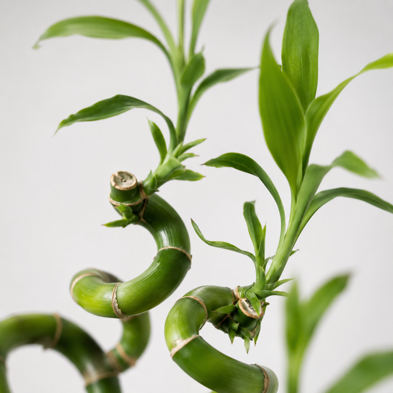 Lucky Bamboo (bambú) 3x Dracaena Sanderiana - Planta, Vidrio Y Piedras - 40-45cm_3