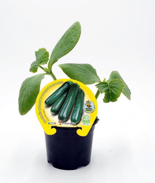 Plantón Calabacín En Maceta 10,5 Cm. Natural - Fitoralia_0