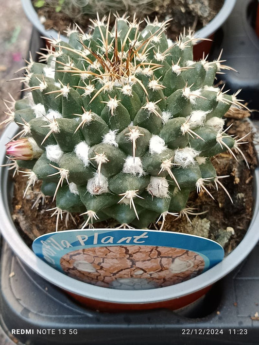 Cactus Y Suculenta Planta Grande Ø13 ☼ Ref018_0