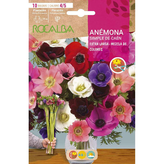 Bulbo de Anémona Caén extra longo mix 10 unidades Rocalba