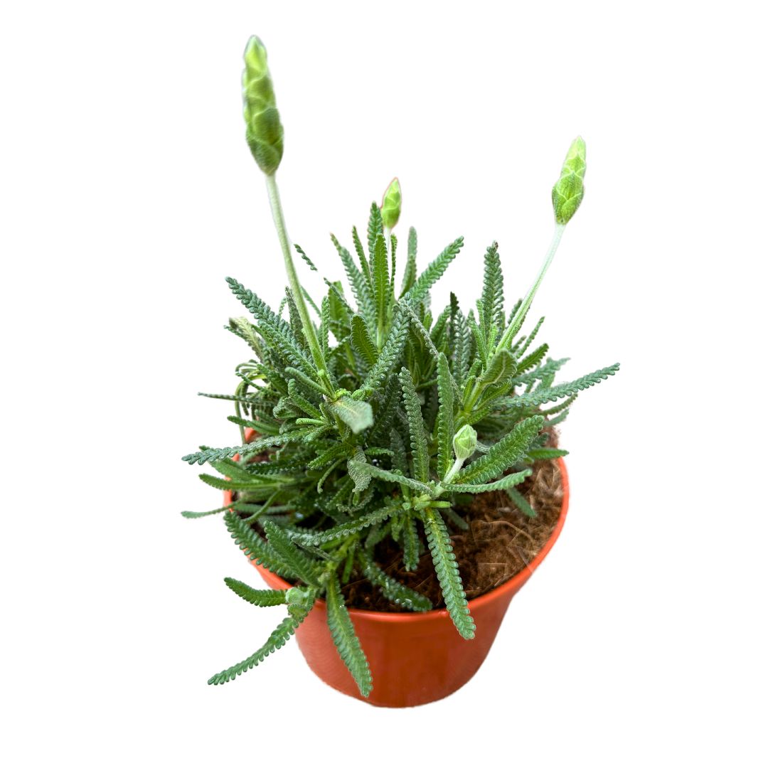 Lavanda Dentata Planta Ornamental Para Jardines Y Macetas (lavandula Dentata) Maceta 11cm_0