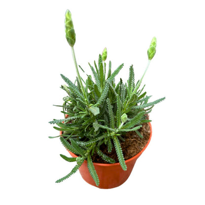 Lavanda Dentata Planta Ornamental Para Jardines Y Macetas (lavandula Dentata) Maceta 11cm_0
