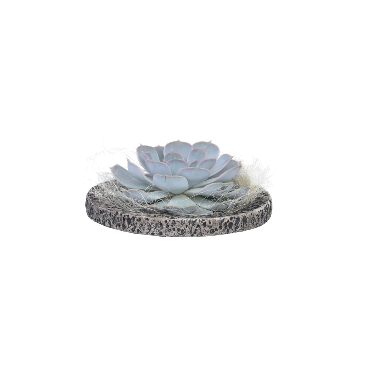 Echeveria Koala Bowl - Echeveria Lilacina - Altura 8cm_0