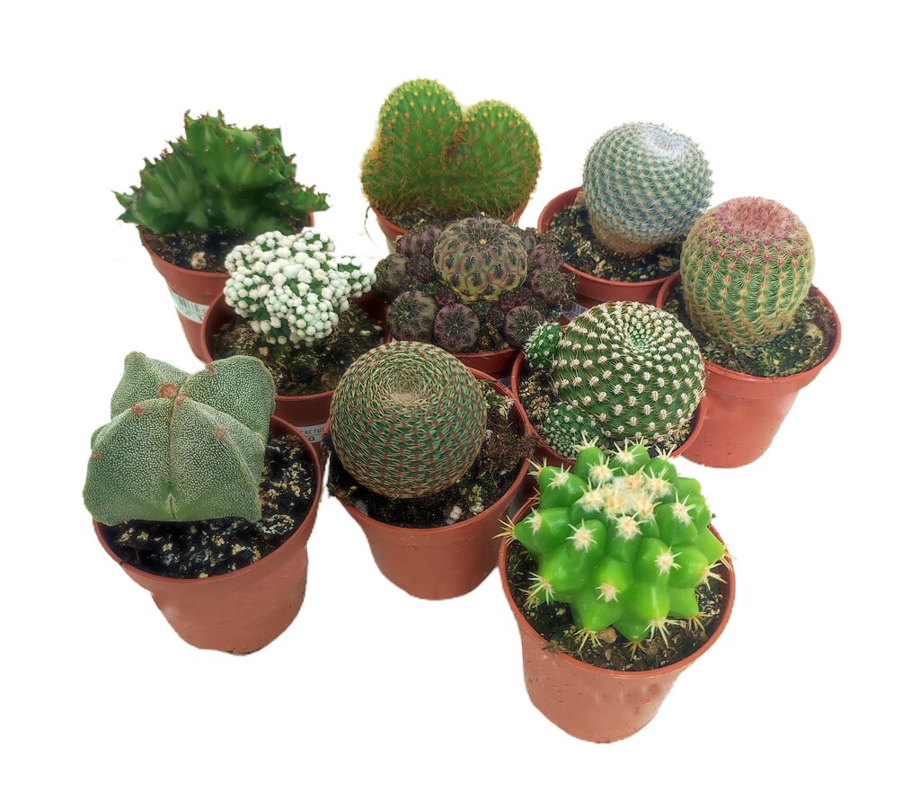 Cactus De Colección M5 (unidad)_0