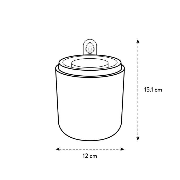 Incrível Abacate Elho Verde Abacate Germinante Pote