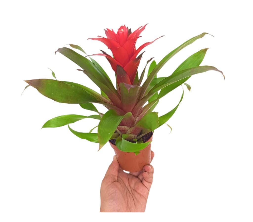 Guzmania Lorena M9_0