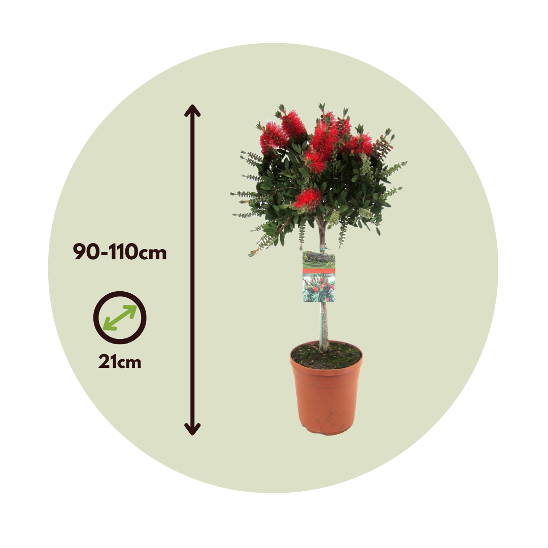 Limpiatubos - 2 Pzs - Callistemon Citrinus 'splendens' - Altura 90-110cm - ⌀21cm_2