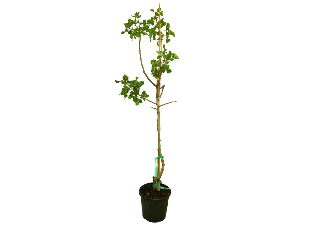 Pistacho Macho M30 150-170cm_0