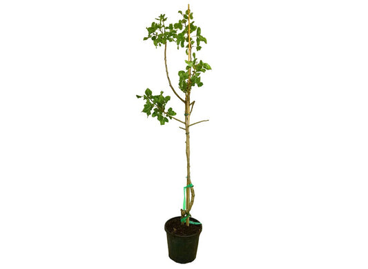 Pistacho Macho M30 150-170cm_0