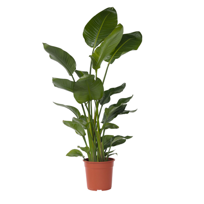 Flor Ave Del Paraíso - Strelitzia Nicolai - Altura 150-170cm - ⌀28cm_0