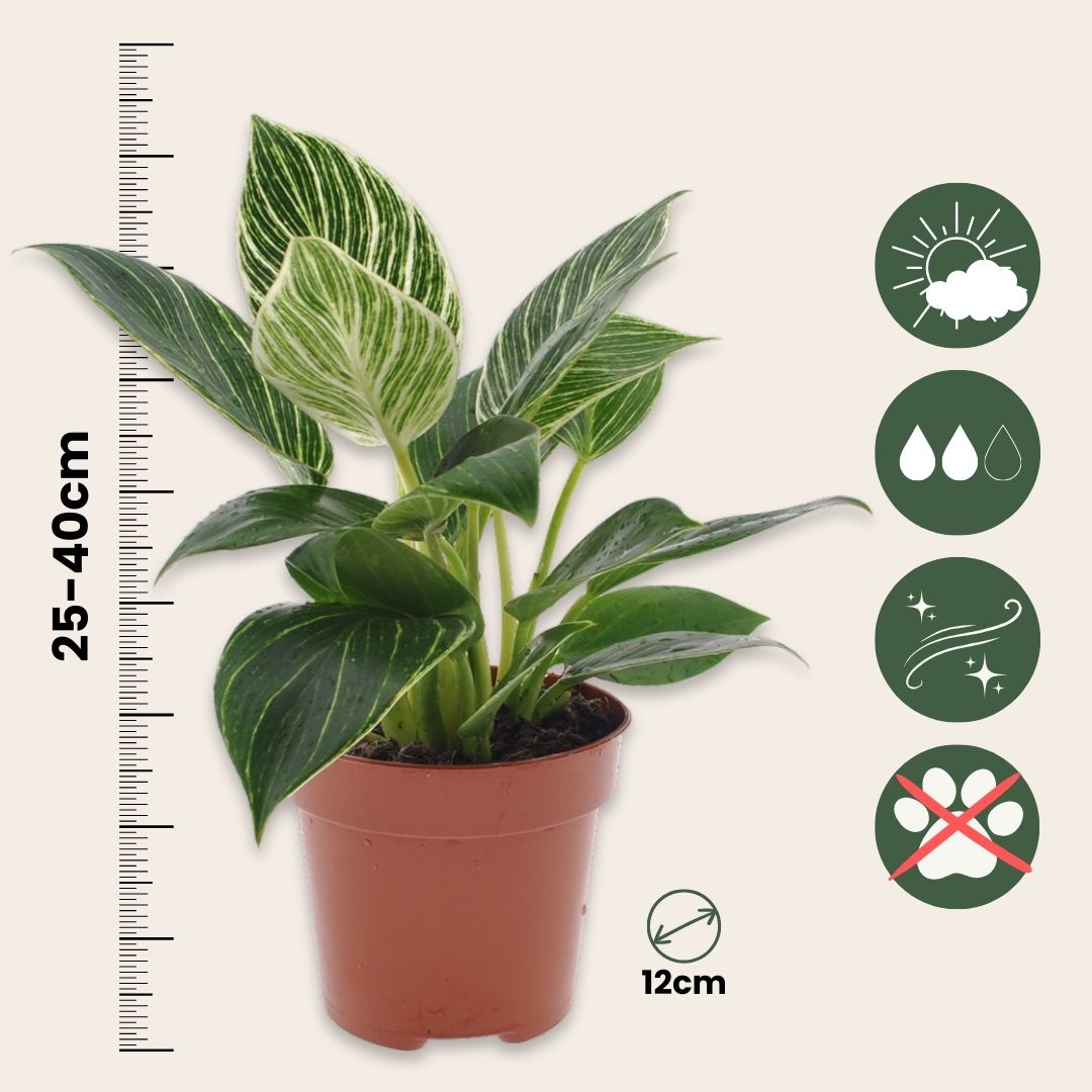 Filodendro - 2 Pzs - Philodendron 'white Wave' - Altura 25-40cm - ⌀12cm_2