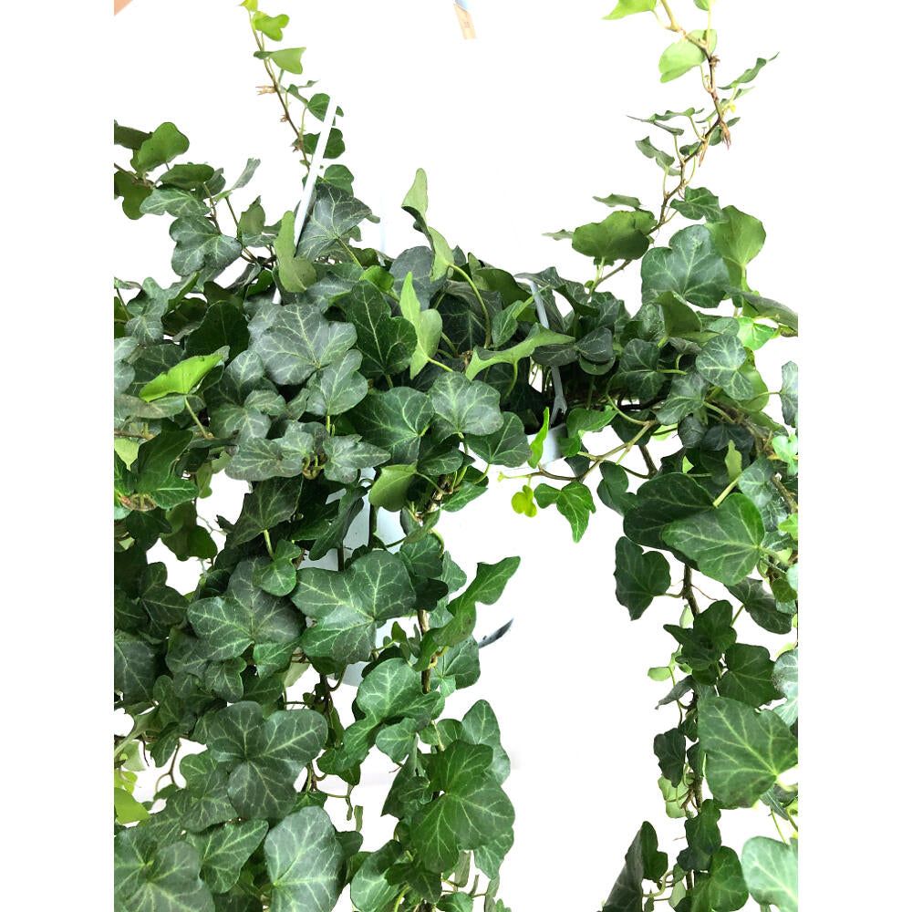 Hedera Helix Wonder M17_1