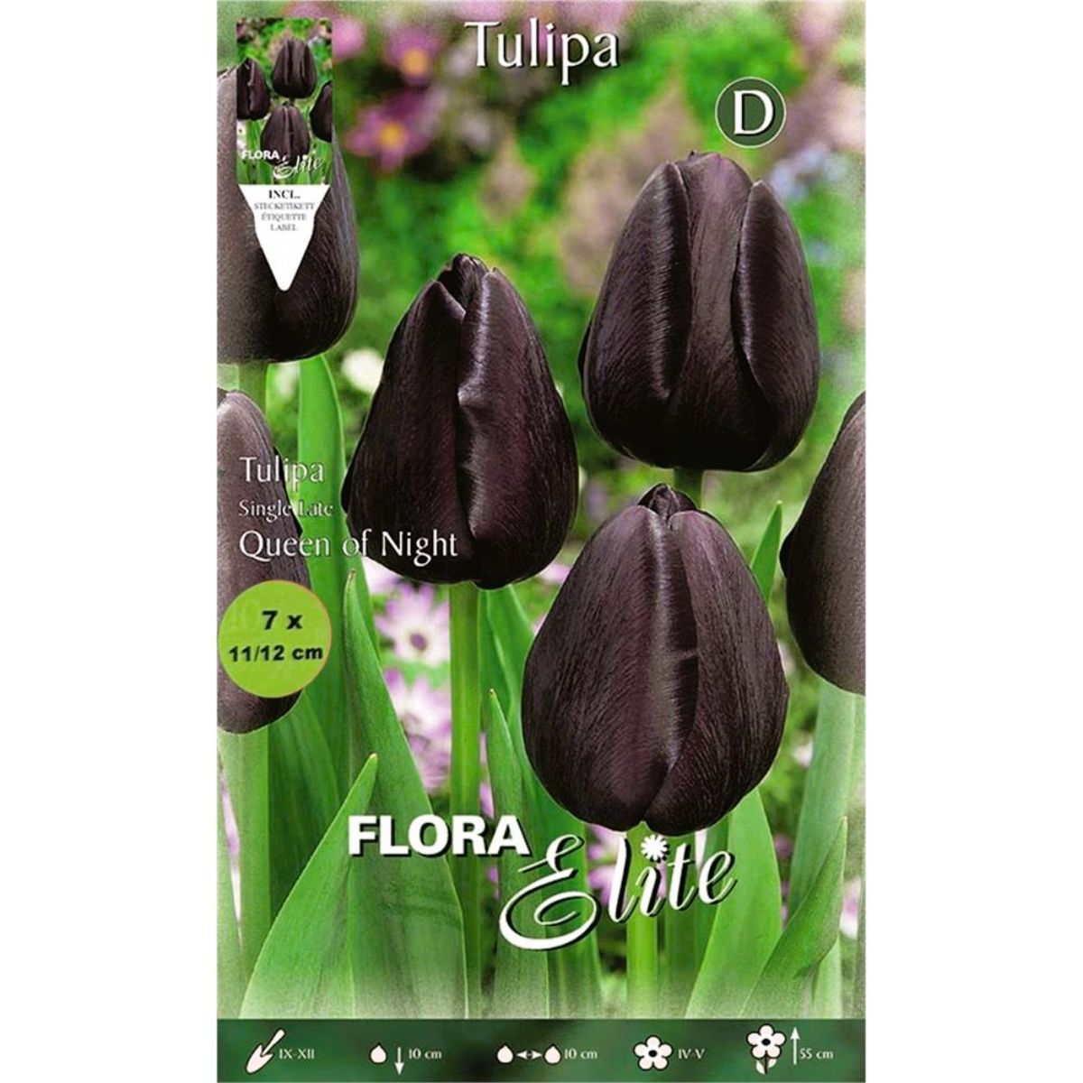 Bolbos tulipa preta 7 unidades