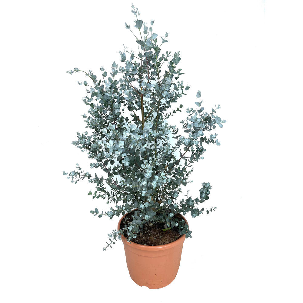 Eucalyptus Gunni Azura M22 50-60cm_0