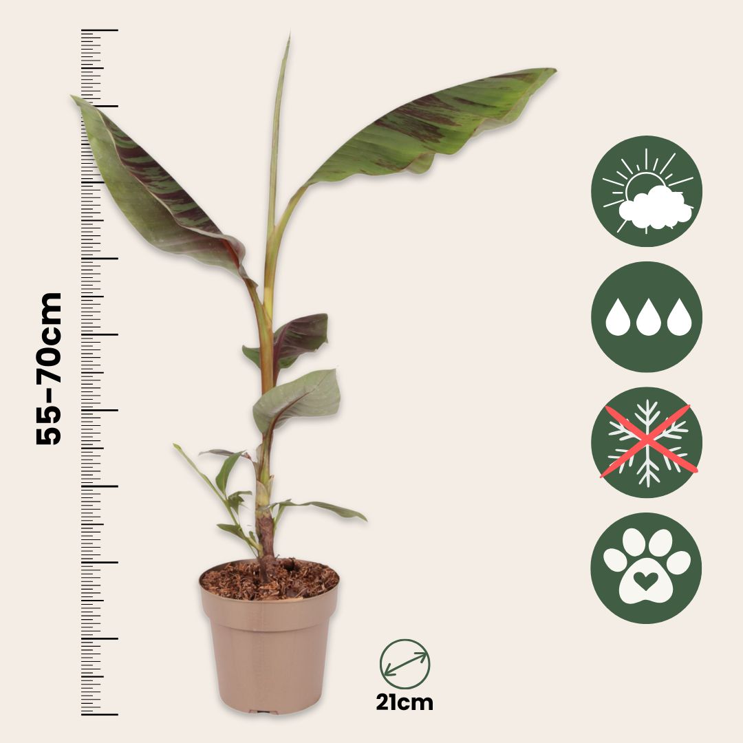 Planta De Plátano Roja - Musa Sikkimensis Ever Red - Altura 55-70cm - ⌀21cm_2