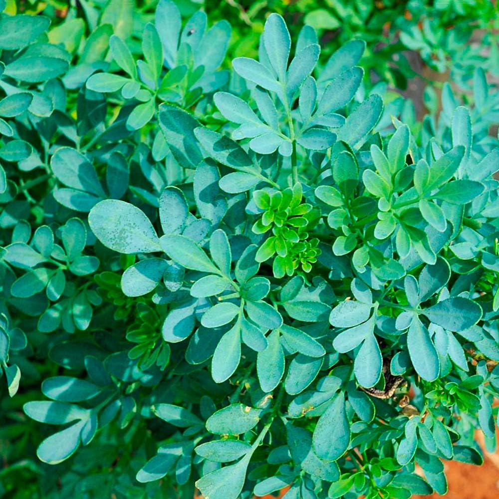 Jabón Natural De Ruda (90g) - Todo Tipo De Piel - Activa La Circulación - Alivia El Picor De La Piel Sensible O Seca_1