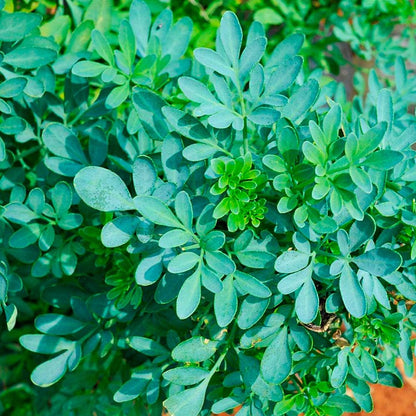 Jabón Natural De Ruda (90g) - Todo Tipo De Piel - Activa La Circulación - Alivia El Picor De La Piel Sensible O Seca_1
