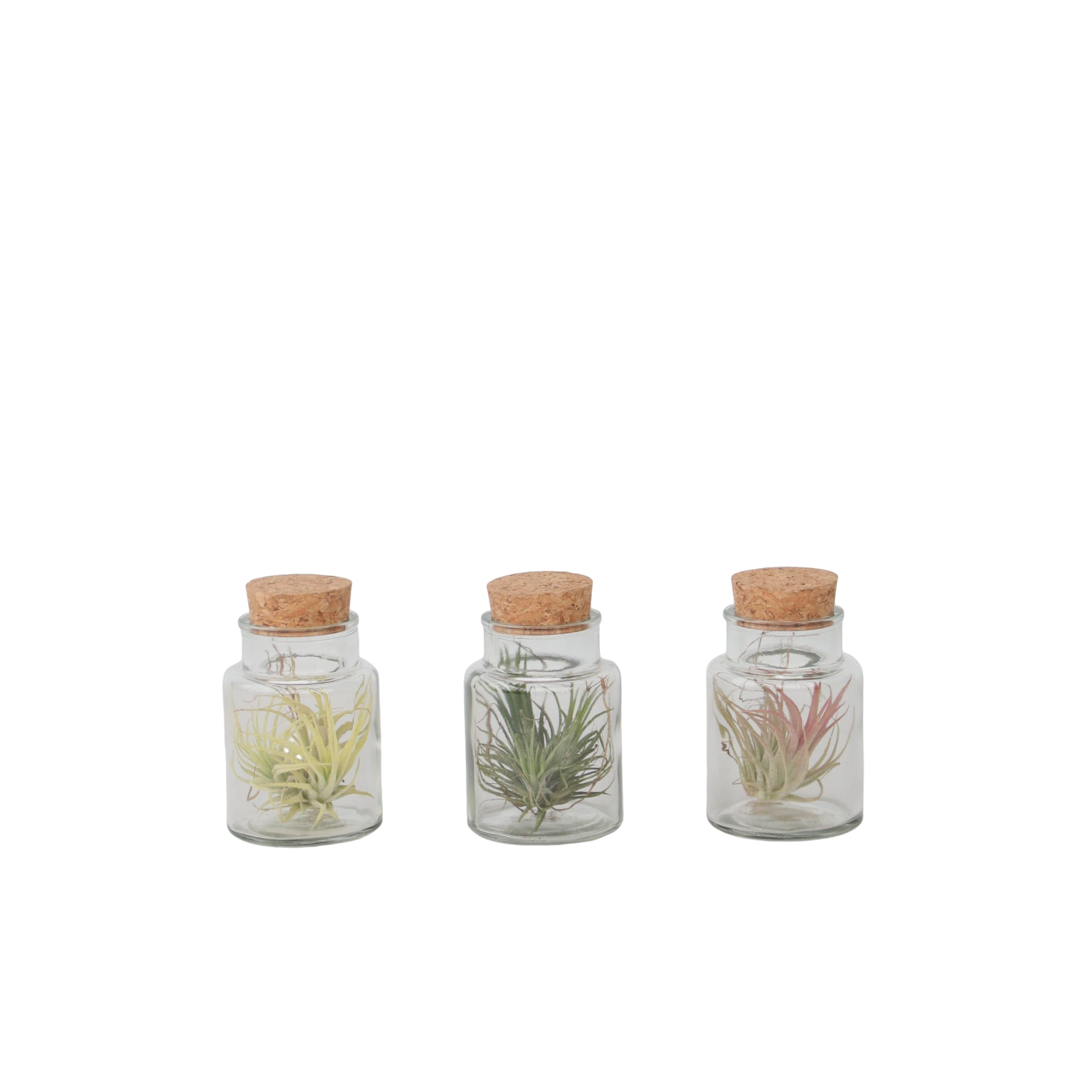 Claveles De Aire - 3 Pzs - Tillandsia - Altura 5-15cm - ⌀5cm_0