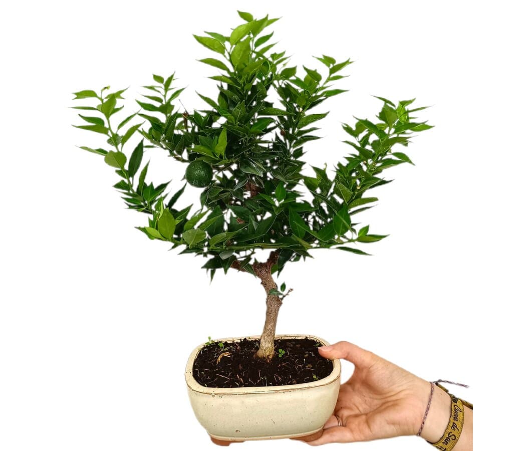 Bonsái Citrus Myrtifolia 8 Años (naranjo Moruno)_0