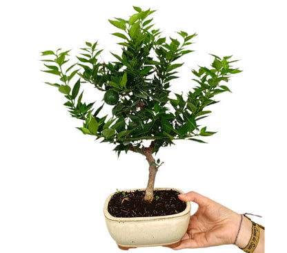 Bonsái Citrus Myrtifolia 8 Años (naranjo Moruno)_0