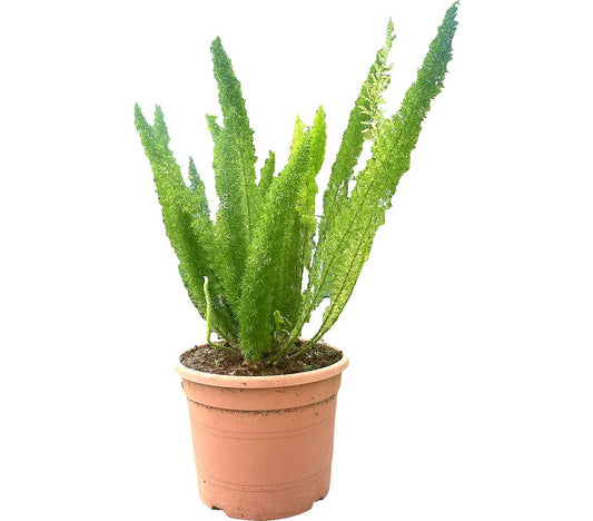 Asparagus Meyerii M30 60cm_0