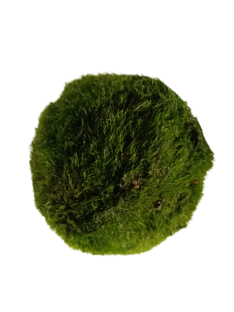 Cladophora Musgo Marimo Para Agua Dulce 5-7 Cm_0
