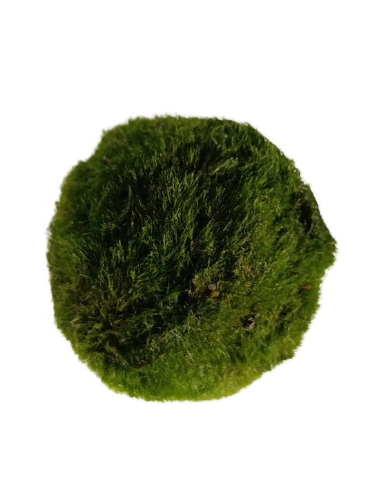 Cladophora Musgo Marimo Para Agua Dulce 5-7 Cm_0