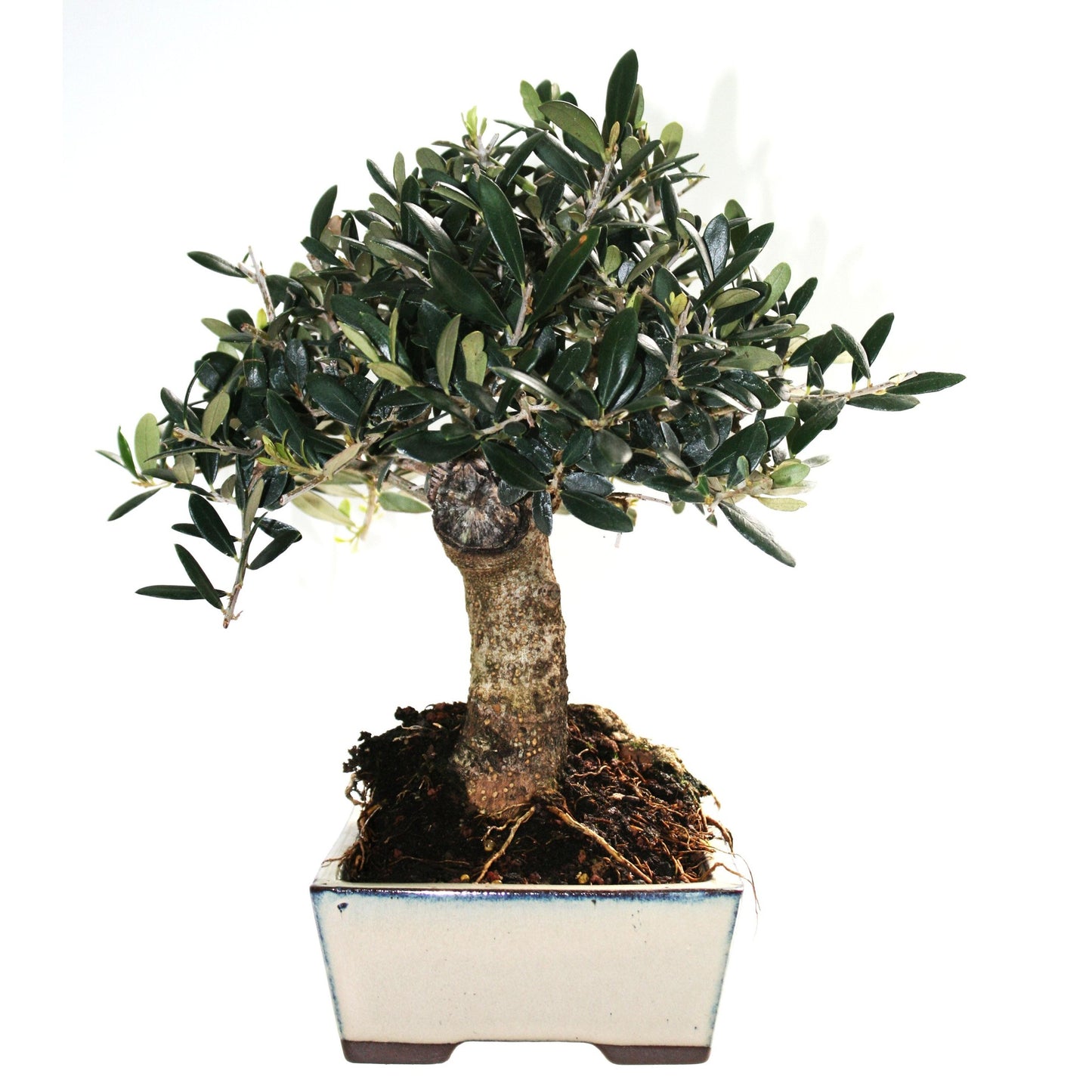 Bonsai Olea europaea 9 anos OLIVEIRA