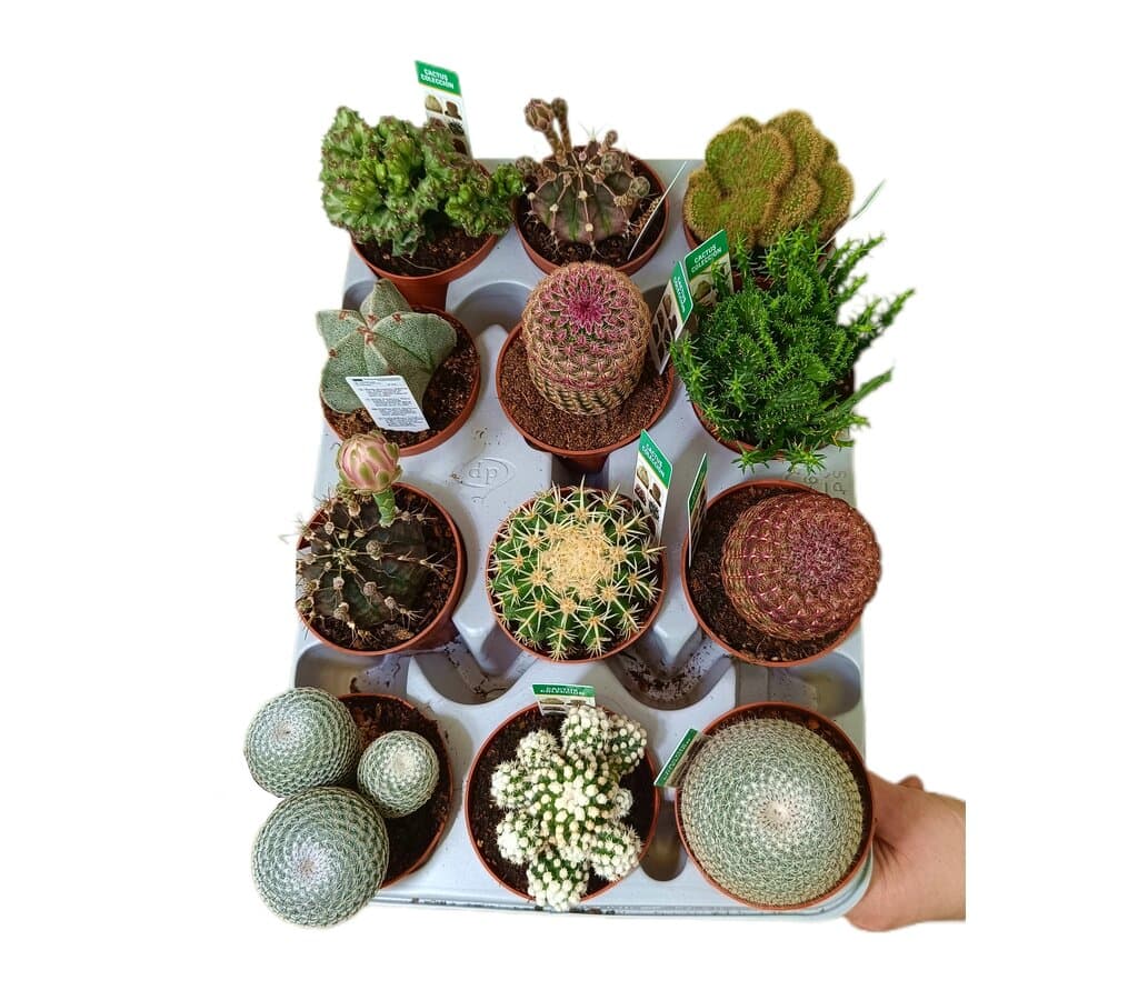 Cactus De Colección Variados M8 (unidad)_0