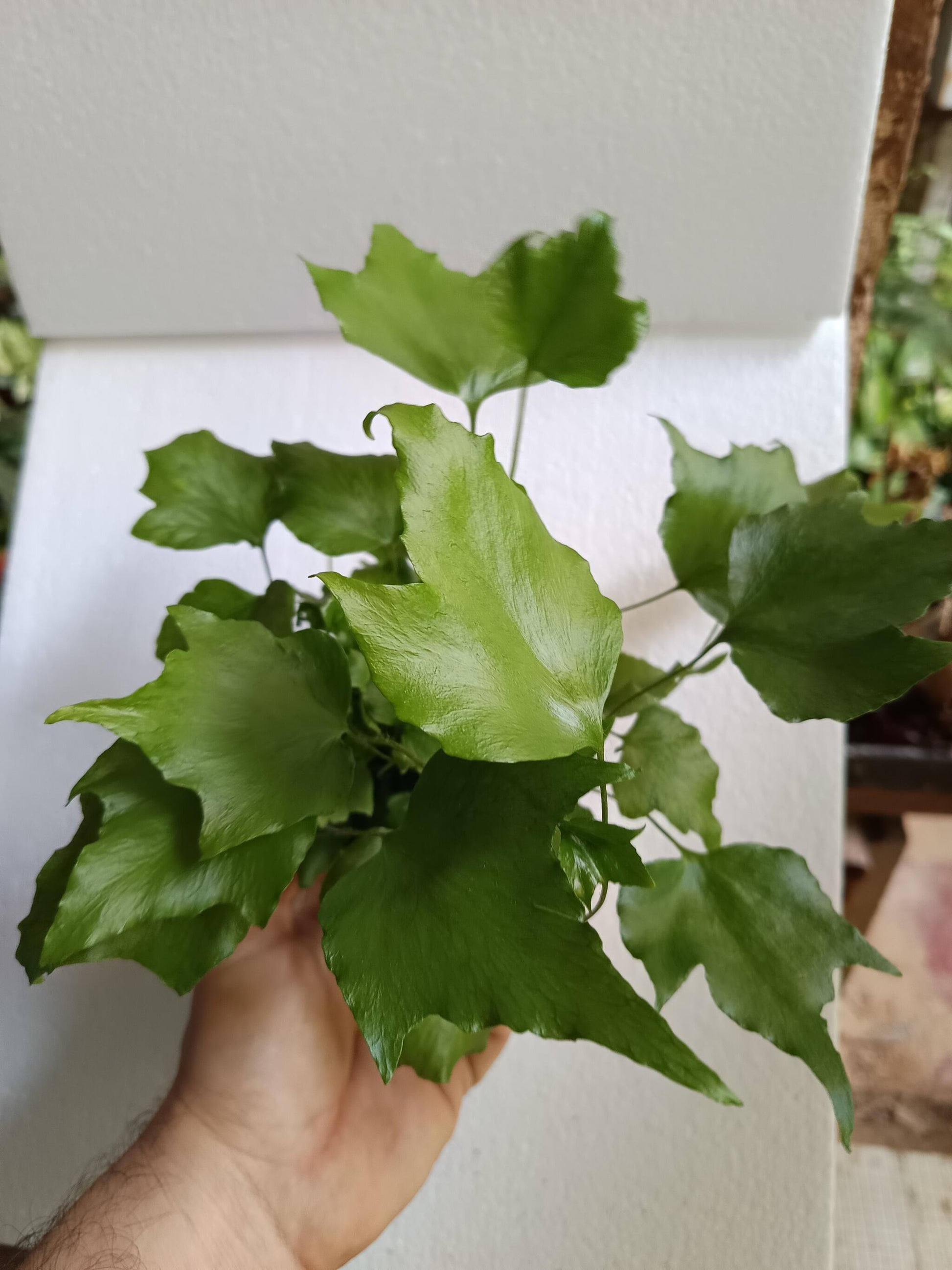 1 Helecho  Surtido Aleatorio Plantas De Interior Ø8_1