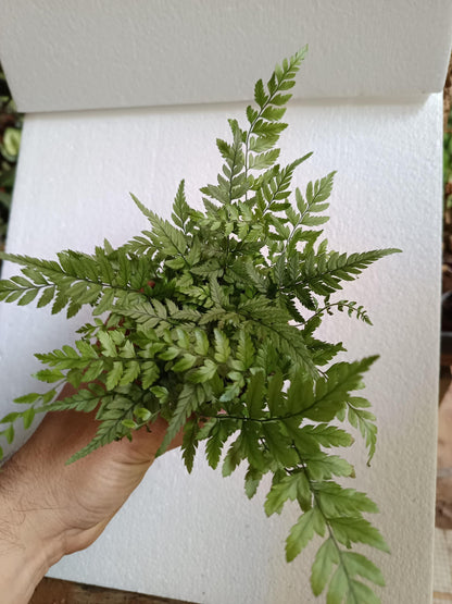 1 Helecho  Surtido Aleatorio Plantas De Interior Ø8_2