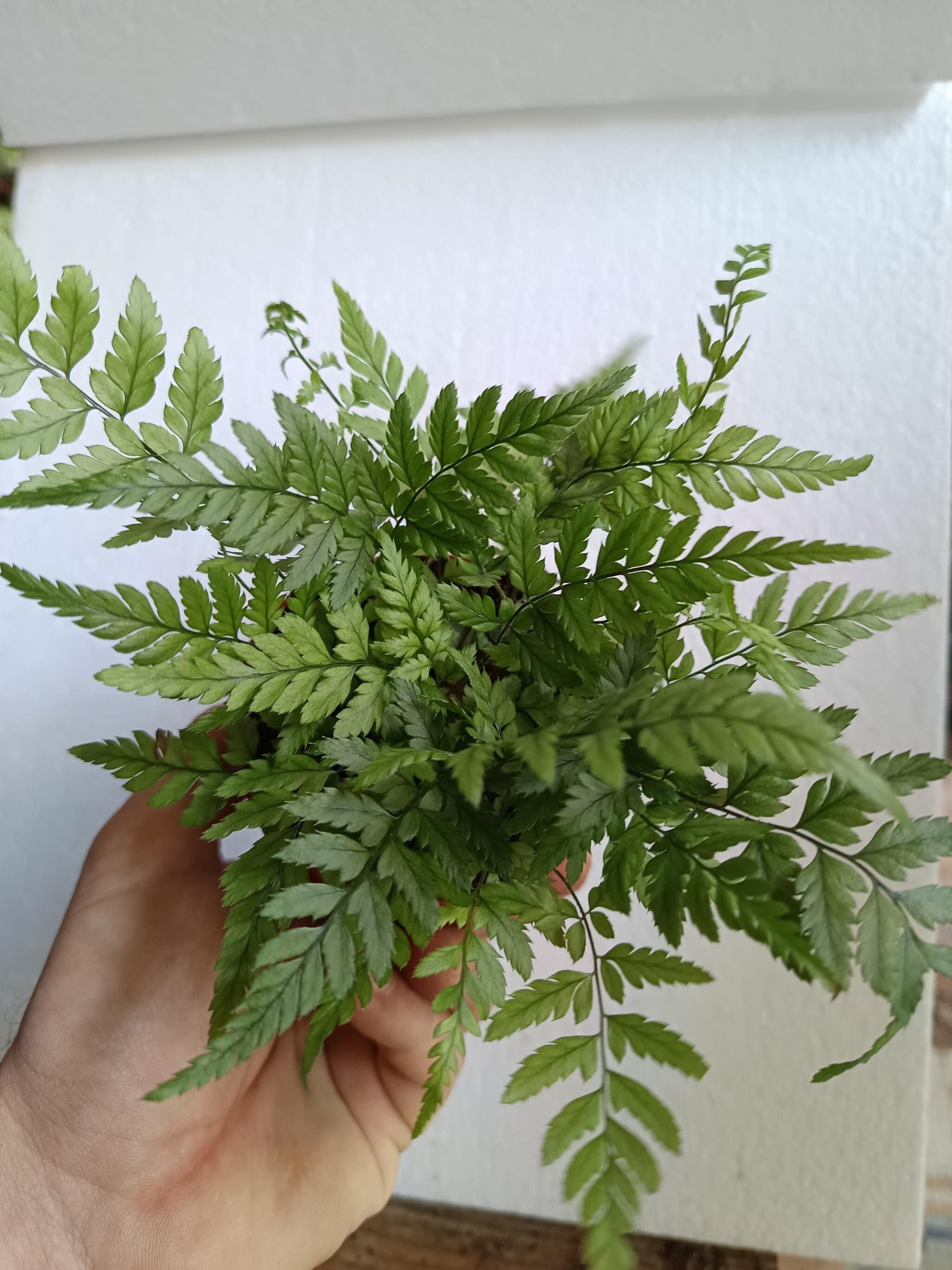 1 Helecho  Surtido Aleatorio Plantas De Interior Ø8_3