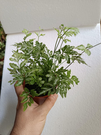 1 Helecho  Surtido Aleatorio Plantas De Interior Ø8_4