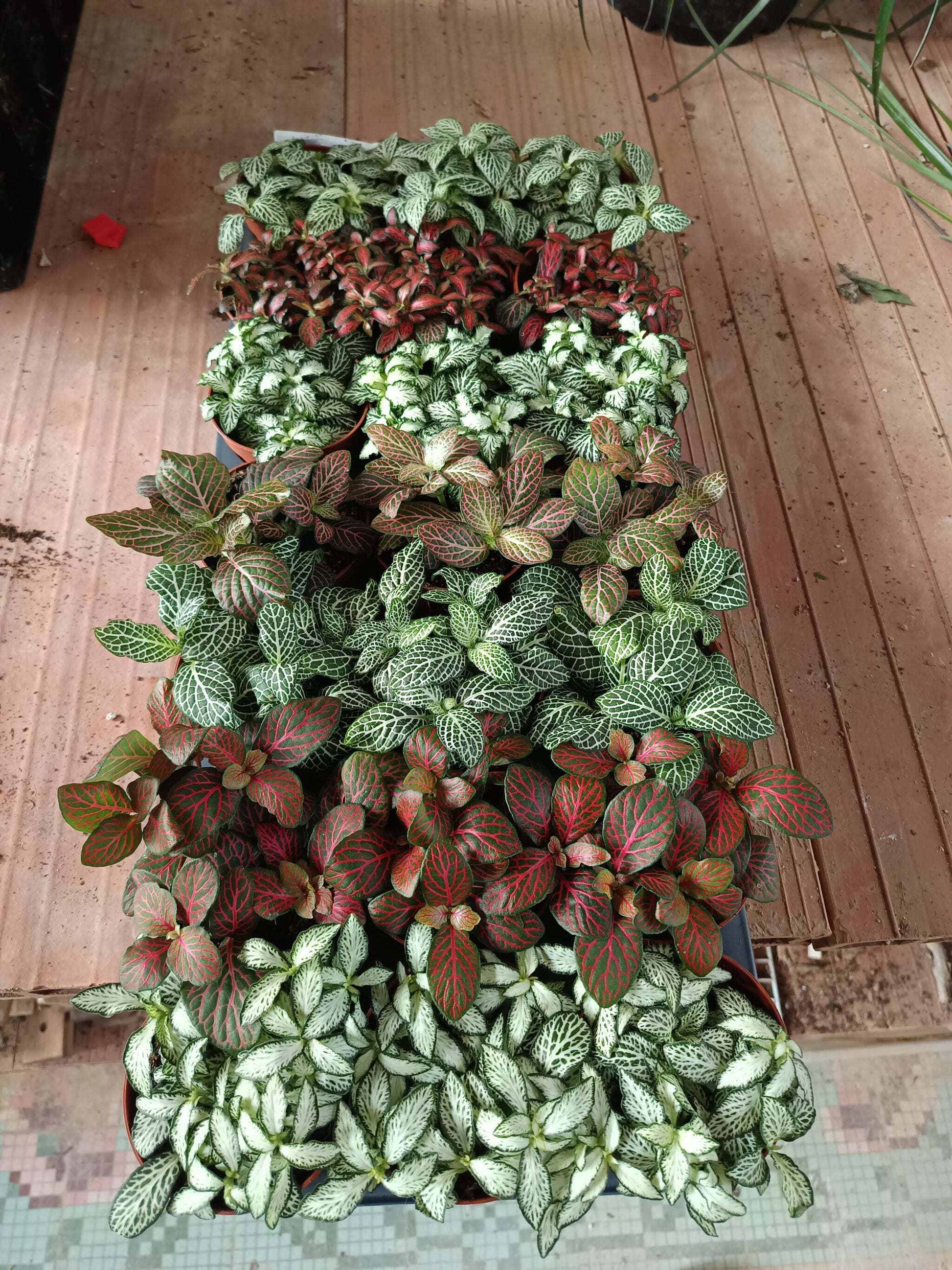 1 Planta Surtida Fittonia De Colores Ø8_0