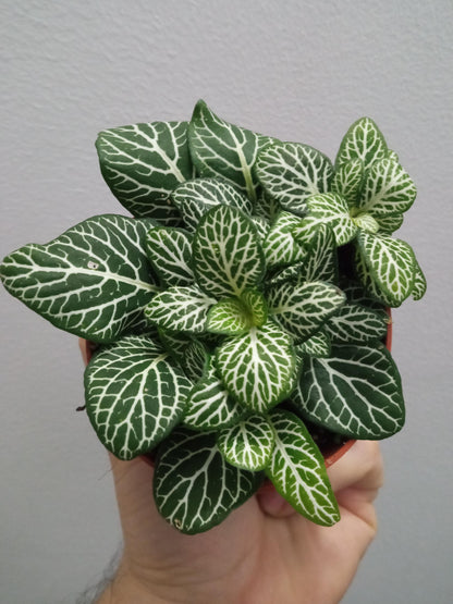 1 Planta Surtida Fittonia De Colores Ø8_1
